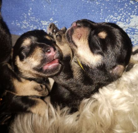 Zwergschnauzer Welpen schwarz-silber PSK/VDH