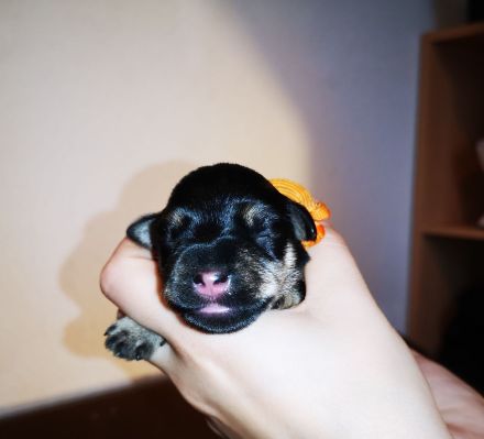 Zwergschnauzer Welpen schwarz-silber PSK/VDH