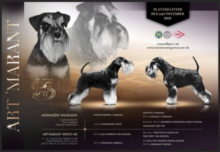 Zwergschnauzer Welpen schwarz-silber PSK/VDH