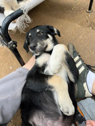 Wunderschöner Mischlingswelpenwurf sucht sein Zuhause