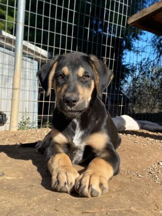 Wunderschöner Mischlingswelpenwurf sucht sein Zuhause