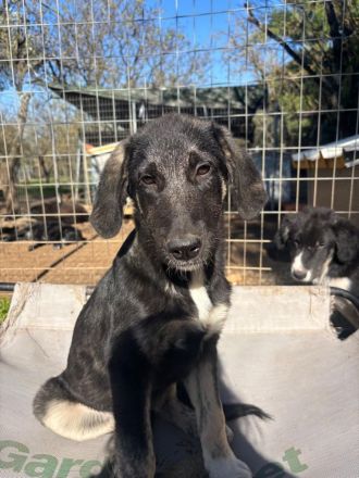 Wunderschöner Mischlingswelpenwurf sucht sein Zuhause