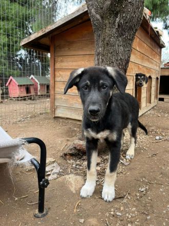 Wunderschöner Mischlingswelpenwurf sucht sein Zuhause