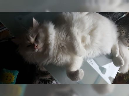 Bezaubernde Ragdoll Kitten suchen ein neues und gutes Zuhause auf Lebenszeit...