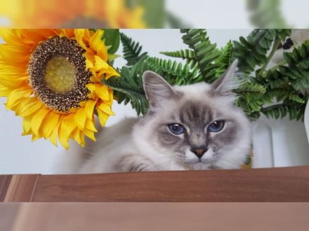 Bezaubernde Ragdoll Kitten suchen ein neues und gutes Zuhause auf Lebenszeit...