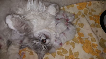 Bezaubernde Ragdoll Kitten suchen ein neues und gutes Zuhause auf Lebenszeit...