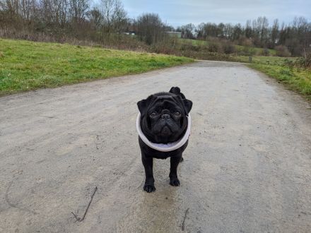 ~* Mops schwarzer Ruhrpott Diamant *~