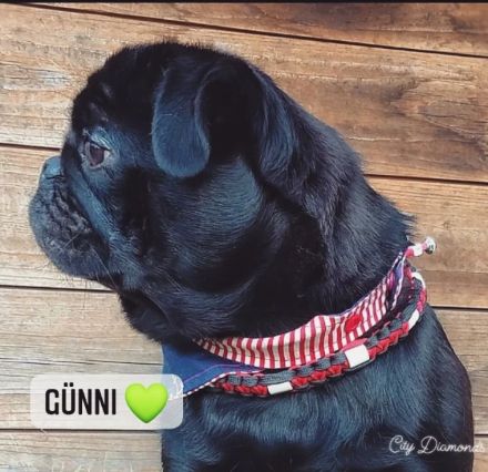 ~* Mops schwarzer Ruhrpott Diamant *~