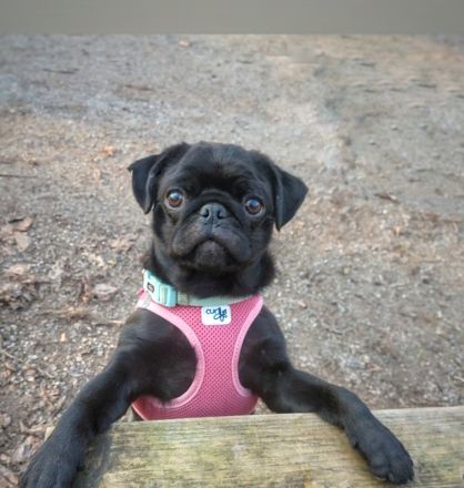 ~* Mops schwarzer Ruhrpott Diamant *~