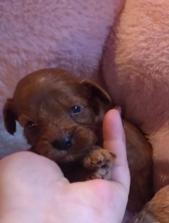 Zauberhafte Maltipoo Welpen rot mahagoni weiß