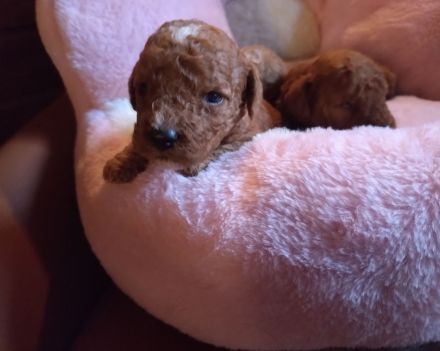 Zauberhafte Maltipoo Welpen rot mahagoni weiß