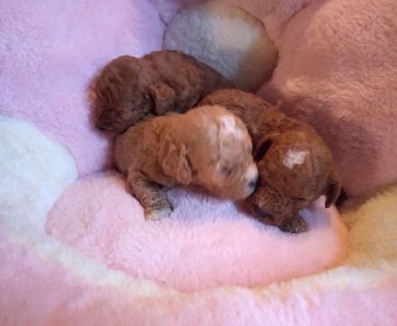 Zauberhafte Maltipoo Welpen rot mahagoni weiß