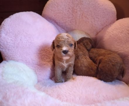 Zauberhafte Maltipoo Welpen rot mahagoni weiß
