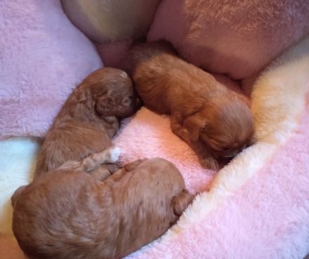 Zauberhafte Maltipoo Welpen rot mahagoni weiß