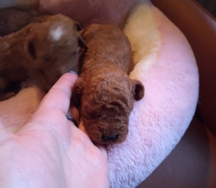 Zauberhafte Maltipoo Welpen rot mahagoni weiß