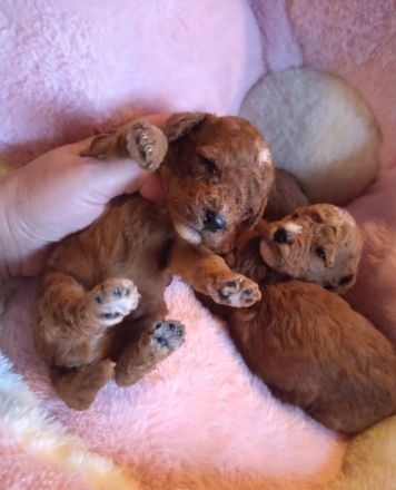 Zauberhafte Maltipoo Welpen rot mahagoni weiß