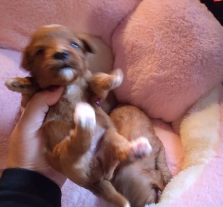 Zauberhafte Maltipoo Welpen rot mahagoni weiß