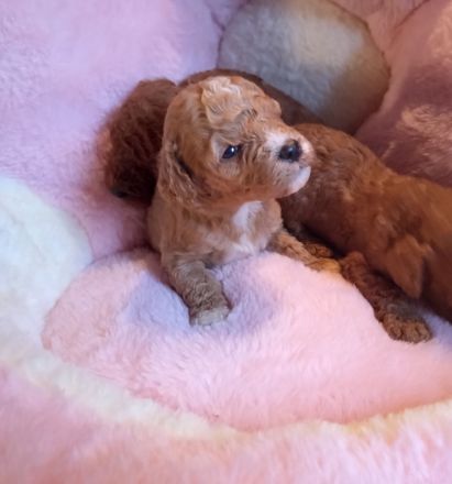 Zauberhafte Maltipoo Welpen rot mahagoni weiß