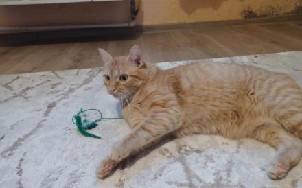 Alani, eine sanfte Seele sucht ein liebevolles Zuhause.