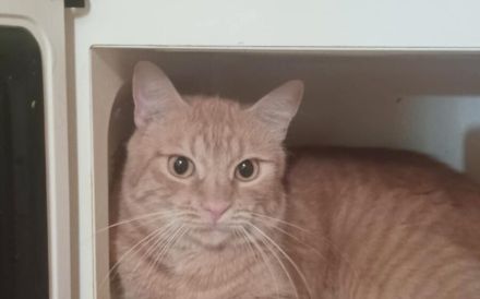 Alani, eine sanfte Seele sucht ein liebevolles Zuhause.