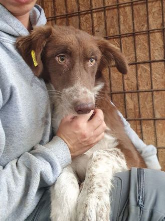 Lyra, sensible, ruhige Junghündin wünscht sich ein ruhiges, einfühlsames Zuhause, 1,5 J, 54 cm