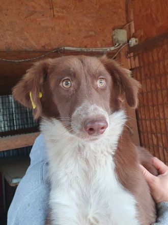 Lyra, sensible, ruhige Junghündin wünscht sich ein ruhiges, einfühlsames Zuhause, 1,5 J, 54 cm