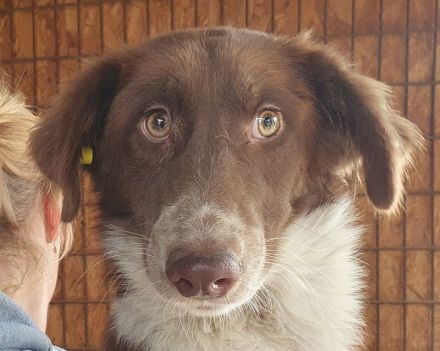 Lyra, sensible, ruhige Junghündin wünscht sich ein ruhiges, einfühlsames Zuhause, 1,5 J, 54 cm