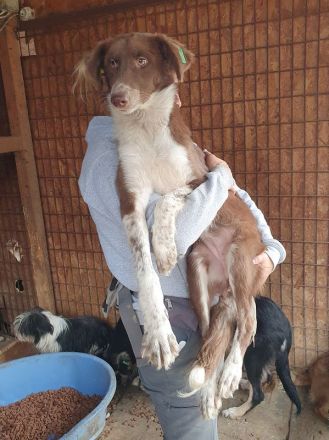 Lyra, sensible, ruhige Junghündin wünscht sich ein ruhiges, einfühlsames Zuhause, 1,5 J, 54 cm