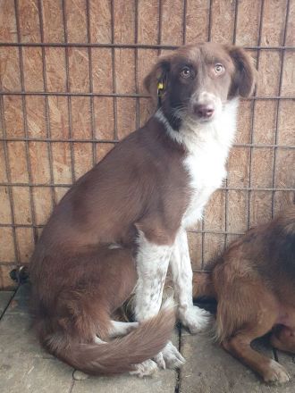 Lyra, sensible, ruhige Junghündin wünscht sich ein ruhiges, einfühlsames Zuhause, 1,5 J, 54 cm