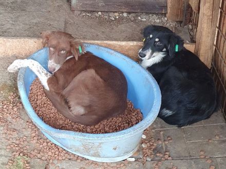 Lyra, sensible, ruhige Junghündin wünscht sich ein ruhiges, einfühlsames Zuhause, 1,5 J, 54 cm