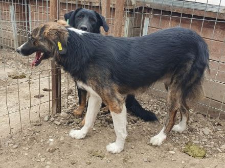 Mia, zutrauliche, sportiche, tricolor Hündin sucht ein aktives Zuhause, 2 J, 56 cm