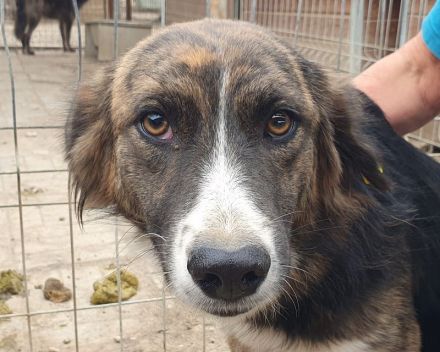 Mia, zutrauliche, sportiche, tricolor Hündin sucht ein aktives Zuhause, 2 J, 56 cm