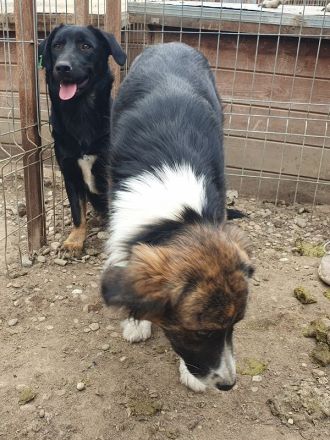 Mia, zutrauliche, sportiche, tricolor Hündin sucht ein aktives Zuhause, 2 J, 56 cm