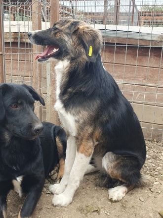 Mia, zutrauliche, sportiche, tricolor Hündin sucht ein aktives Zuhause, 2 J, 56 cm