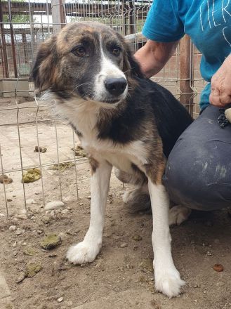 Mia, zutrauliche, sportiche, tricolor Hündin sucht ein aktives Zuhause, 2 J, 56 cm