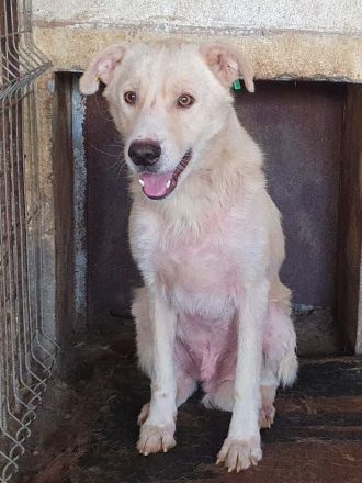 Micha, sensibler, zarter Hund, der im Tierheimalltag untergeht, 5 Jahre, 53 cm