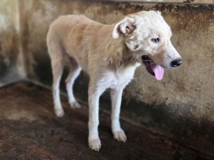 Micha, sensibler, zarter Hund, der im Tierheimalltag untergeht, 5 Jahre, 53 cm