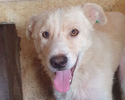 Micha, sensibler, zarter Hund, der im Tierheimalltag untergeht, 5 Jahre, 53 cm