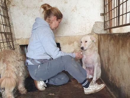 Micha, sensibler, zarter Hund, der im Tierheimalltag untergeht, 5 Jahre, 53 cm