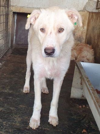 Micha, sensibler, zarter Hund, der im Tierheimalltag untergeht, 5 Jahre, 53 cm