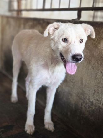 Micha, sensibler, zarter Hund, der im Tierheimalltag untergeht, 5 Jahre, 53 cm