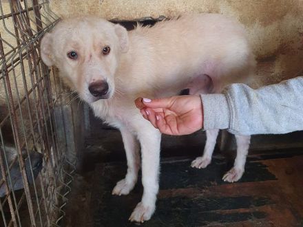 Micha, sensibler, zarter Hund, der im Tierheimalltag untergeht, 5 Jahre, 53 cm