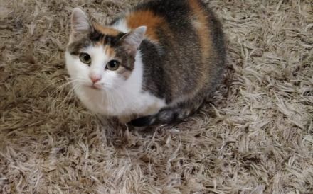 Kuschelalarm mit Lilette: sie bringt Liebe und Schnurren in Ihr Leben!