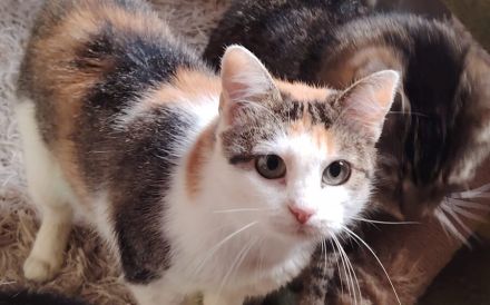 Kuschelalarm mit Lilette: sie bringt Liebe und Schnurren in Ihr Leben!