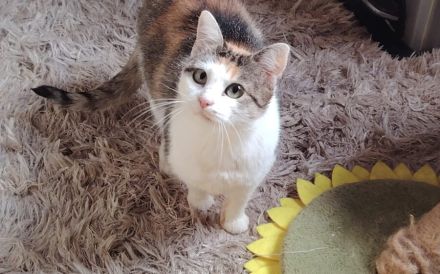 Kuschelalarm mit Lilette: sie bringt Liebe und Schnurren in Ihr Leben!