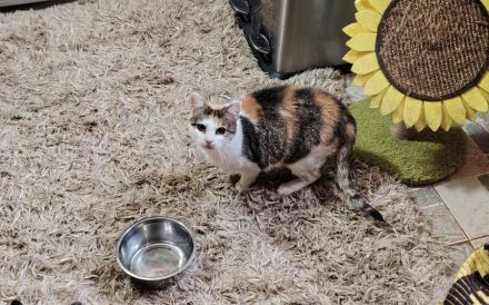 Kuschelalarm mit Lilette: sie bringt Liebe und Schnurren in Ihr Leben!