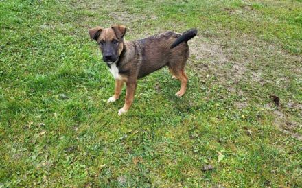 Gizmo möchte mit dir die Welt entdecken