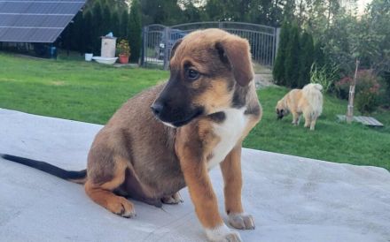 Gizmo möchte mit dir die Welt entdecken