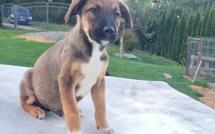 Gizmo möchte mit dir die Welt entdecken