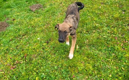 Gizmo möchte mit dir die Welt entdecken